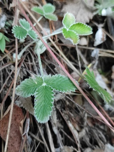 Potentilla crebridens, photographed by Юлия