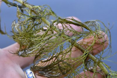 Myriophyllum verticillatum, photographed by Марина Садыкова