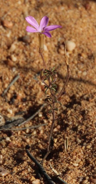 Oxalis giftbergensis, photographed by Tony Rebelo
