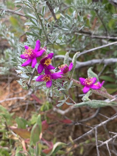 Tetragonia rosea, photographed by Dave Richardson