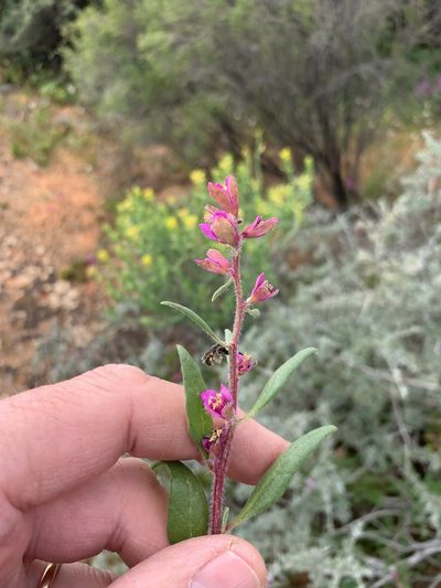 Tetragonia rosea, photographed by Dave Richardson