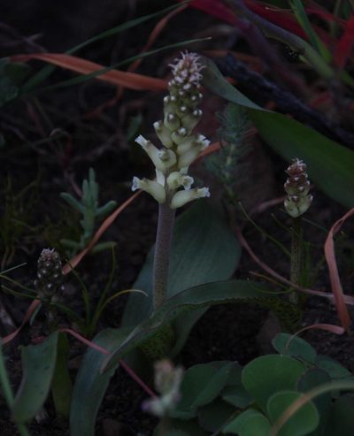 Lachenalia fistulosa, photographed by Tony Rebelo