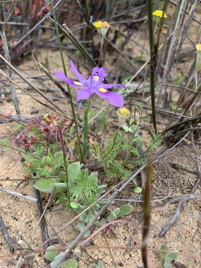 Moraea macrocarpa, photographed by Dave Richardson
