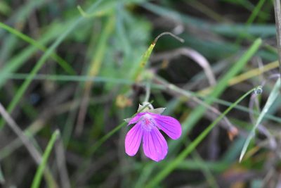 Geranium palustre, photographed by Марина Садыкова