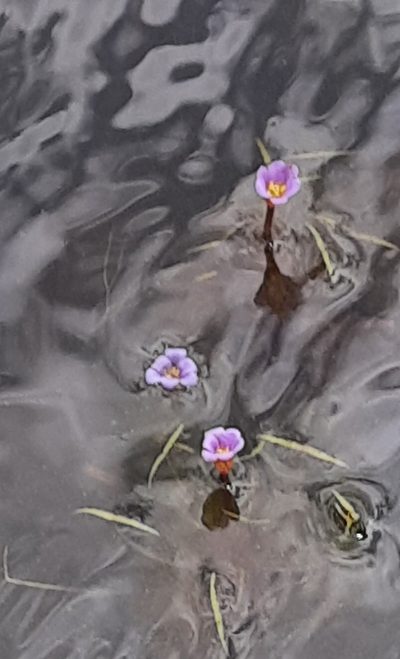 Cabomba furcata, photographed by Paulo Nogueira