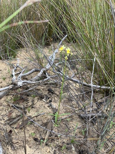Nemesia ligulata, photographed by Dave Richardson