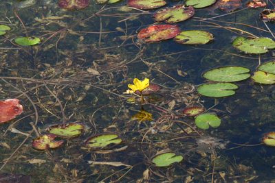 Nymphoides peltata, photographed by Oleg Kosterin