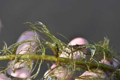 Myriophyllum verticillatum, photographed by Марина Садыкова