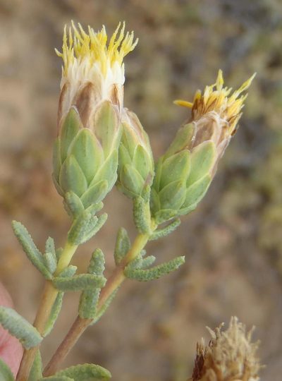 Pteronia succulenta, photographed by Nicola van Berkel