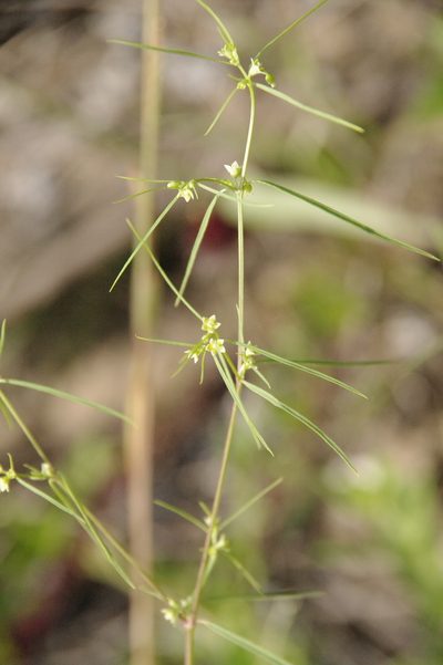 Euphorbia hexagona, photographed by Eric Knight