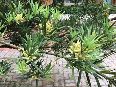 Podocarpus macrophyllus, photographed by Yj