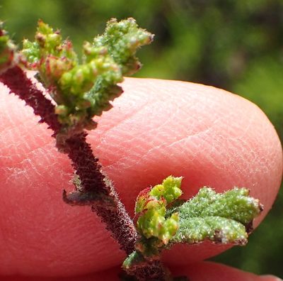 Hermannia aspera, photographed by Nicola van Berkel