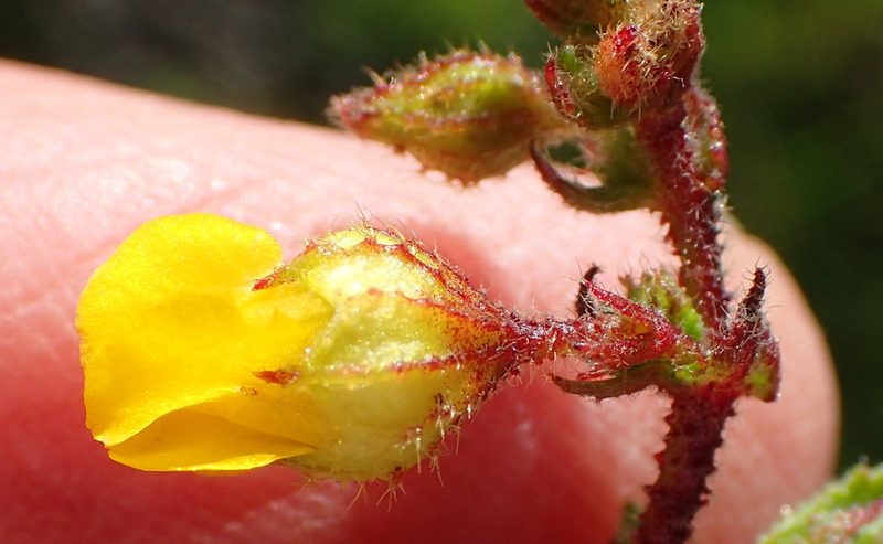 Hermannia aspera, photographed by Nicola van Berkel