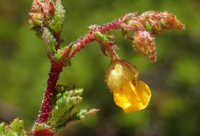 Hermannia aspera, photographed by Nicola van Berkel