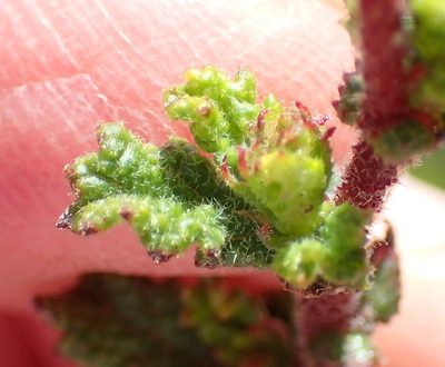 Hermannia aspera, photographed by Nicola van Berkel