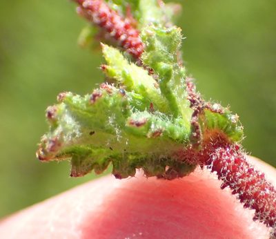 Hermannia aspera, photographed by Nicola van Berkel
