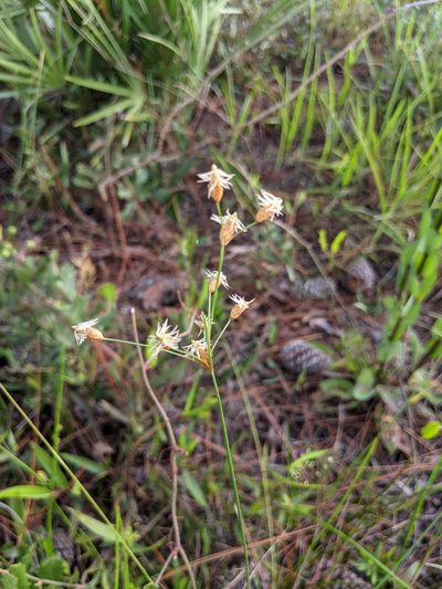 Fimbristylis puberula, photographed by Stephanie C