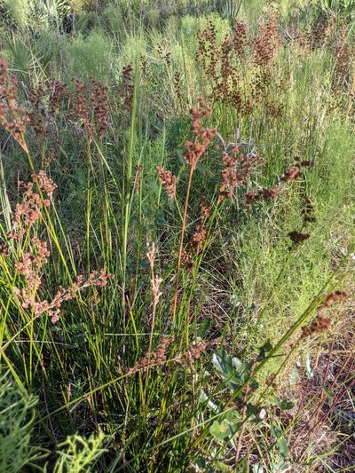 Juncus biflorus, photographed by Stephanie C