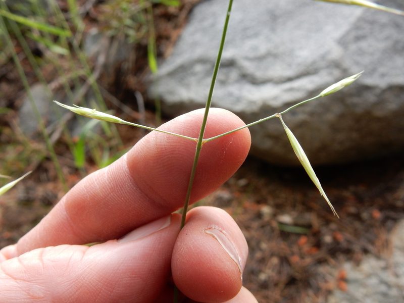 Bromus orcuttianus, photographed by Matt Lavin