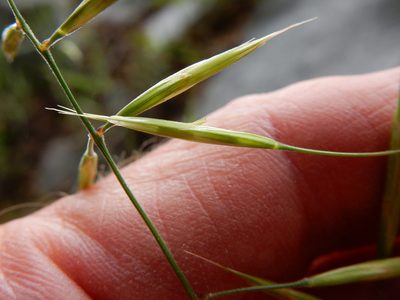 Bromus orcuttianus, photographed by Matt Lavin