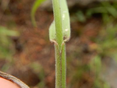 Bromus orcuttianus, photographed by Matt Lavin