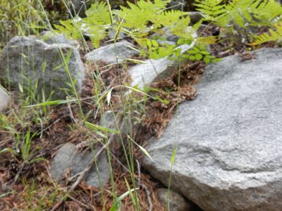 Bromus orcuttianus, photographed by Matt Lavin