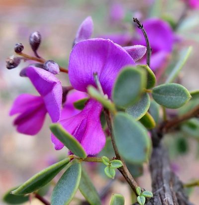 Indigofera denudata, photographed by Di Turner