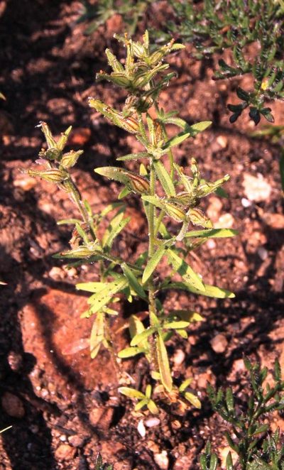 Polycarena silenoides, photographed by Tony Rebelo