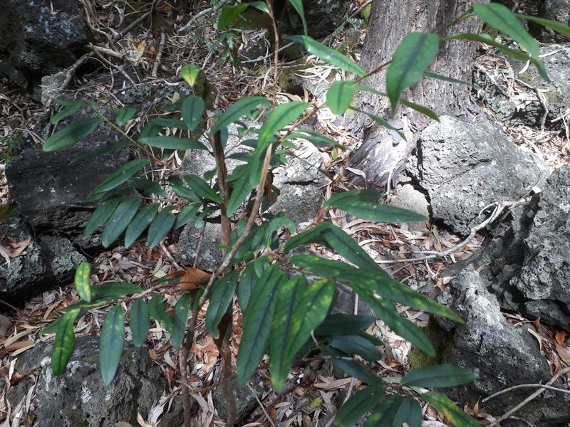 Erythroxylum sideroxyloides, photographed by Ben