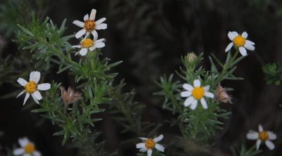 Thaminophyllum multiflorum, photographed by Tony Rebelo