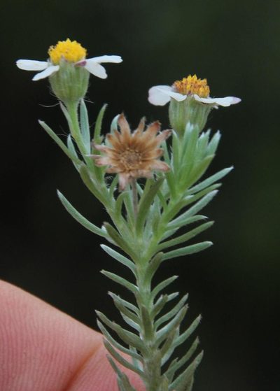 Thaminophyllum multiflorum, photographed by Tony Rebelo