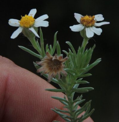 Thaminophyllum multiflorum, photographed by Tony Rebelo