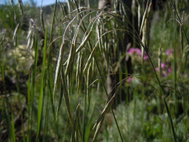 Bromus porteri, photographed by Matt Lavin