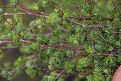Cliffortia obovata, photographed by Tony Rebelo