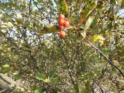 Crataegus sanguinea, photographed by Силаева Татьяна Борисовна