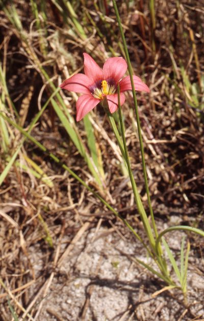 Romulea obscura, photographed by Caroline Voget