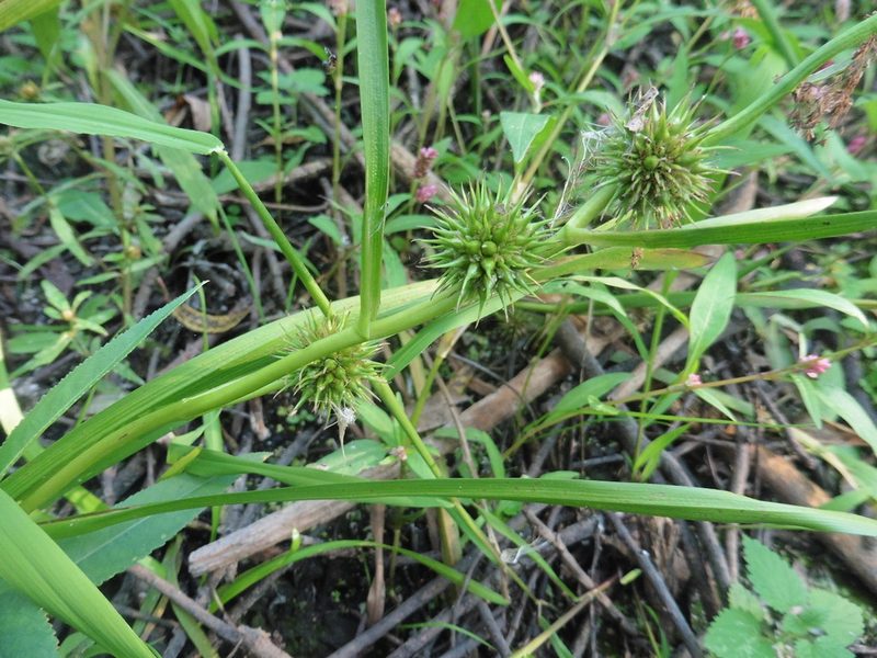 Sparganium emersum, photographed by Силаева Татьяна Борисовна