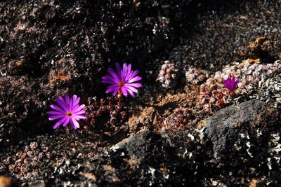 Conophytum minusculum, photographed by Tony Rebelo
