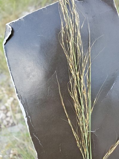 Muhlenbergia spiciformis, photographed by Jo Roberts