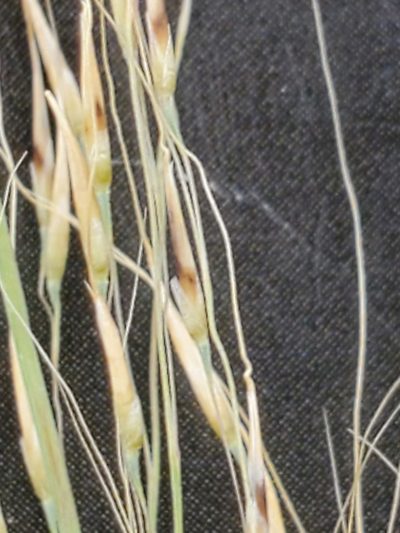 Muhlenbergia spiciformis, photographed by Jo Roberts