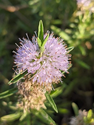 Mentha cervina, photographed by Denis Bastianelli