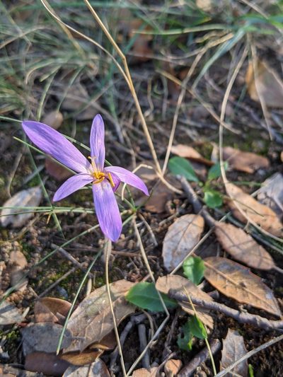 Colchicum longifolium, photographed by Denis Bastianelli