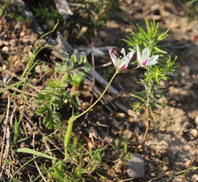 Hesperantha falcata, photographed by Tony Rebelo