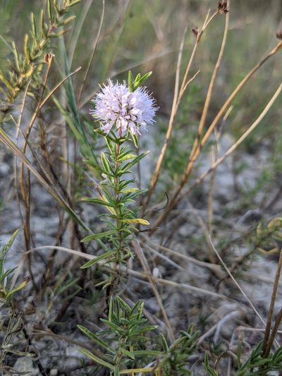 Mentha cervina, photographed by Denis Bastianelli