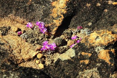 Conophytum minusculum, photographed by Tony Rebelo