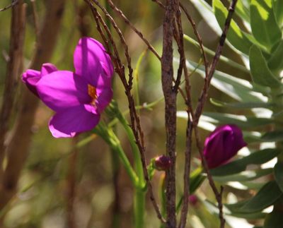 Chironia jasminoides, photographed by Tony Rebelo