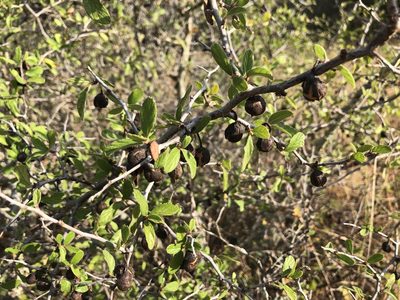 Colubrina texensis, photographed by Sophia K