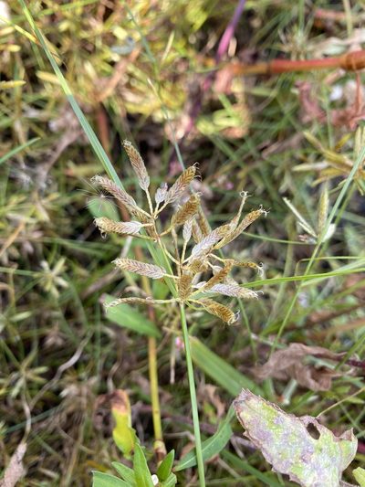 Cyperus diandrus, photographed by Zihao Wang