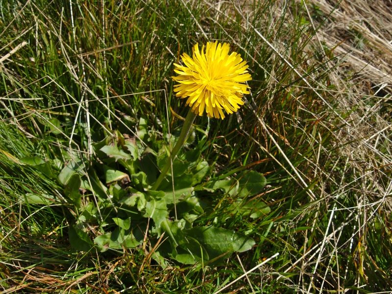 Hypochaeris uniflora, photographed by kalopsia