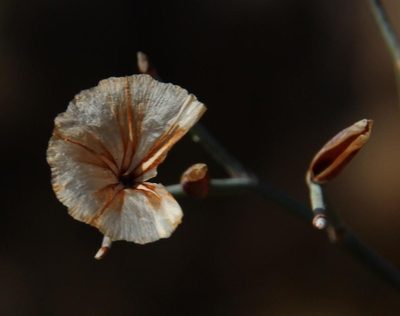 Limonium longifolium, photographed by Tony Rebelo